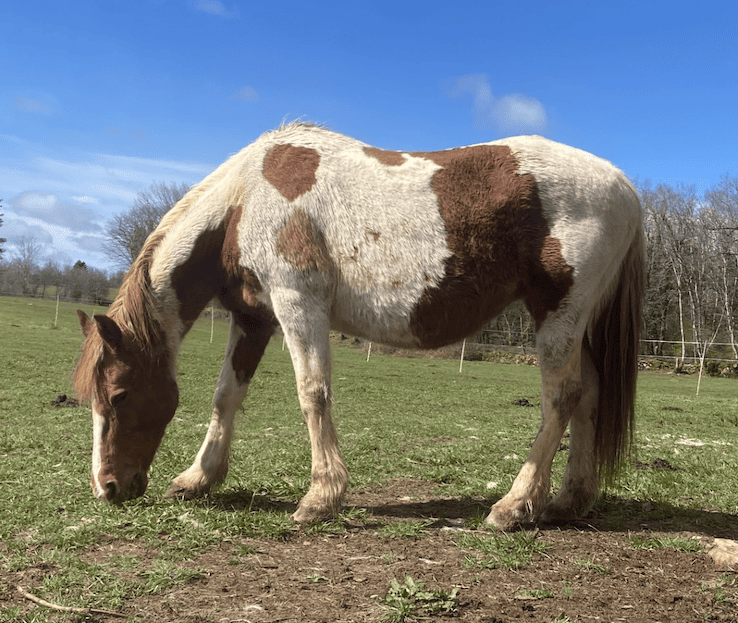 Cheval